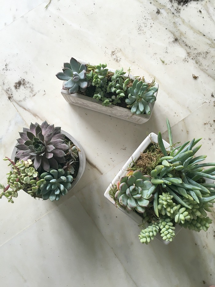 succulents on a pot  