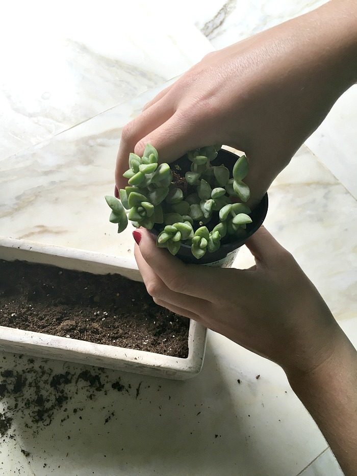 woman transferring succulent to a pot
