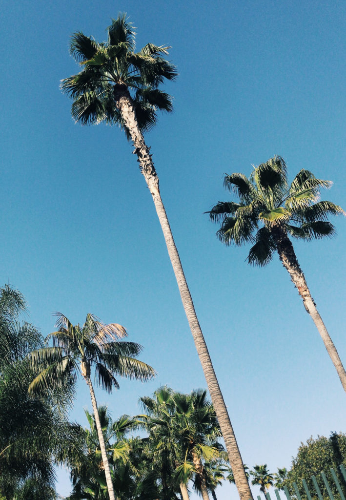 Palm trees and White Essentials for Spring 